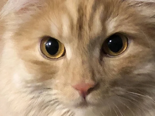 Retrato de un gato jengibre de cerca, ojos amarillos —  Fotos de Stock