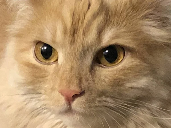 Portrét zázvorového kočky zblízka, žluté oči — Stock fotografie