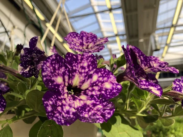 Cama de flores de petúnias noite estrelada, branco bonito na cor roxa — Fotografia de Stock