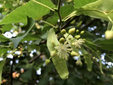 Yeşil arka plan üzerinde ihale küçük sarı ıhlamur çiçeği