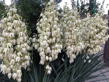 Ağacın üzerindeki İspanyol süngüsü Yucca çiçekleri, Kapalı beyaz yukka iplikçikleri çalı çiçekleri, çiçek açan beyaz çiçekler iğne palmiyesi