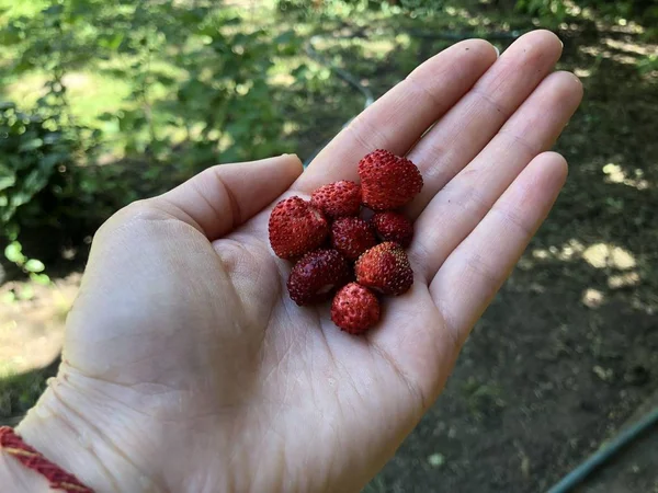 Hand-picked small wild strawberries are laying in hand. — Stock Photo, Image