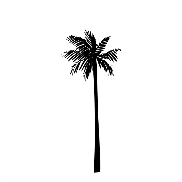 Ilustración dibujada a mano vectorial de palmera tropical — Vector de stock