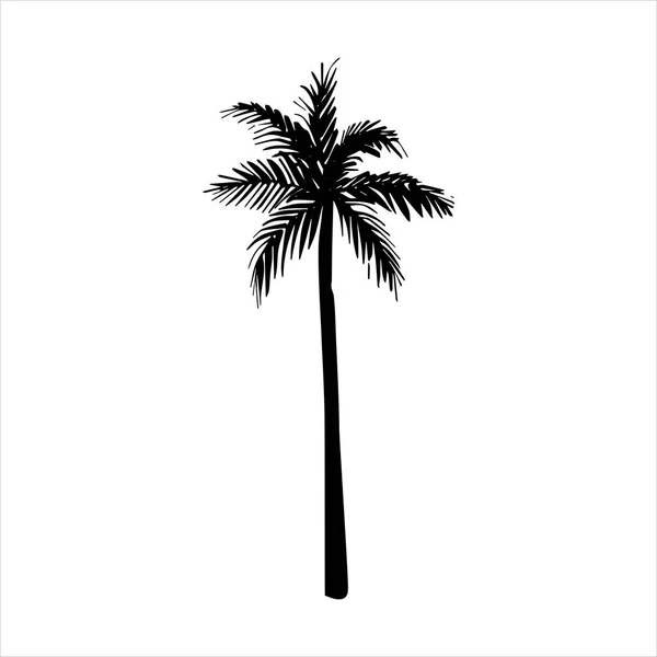 Vector hand drawn illustration of tropical palm tree — Stock Vector