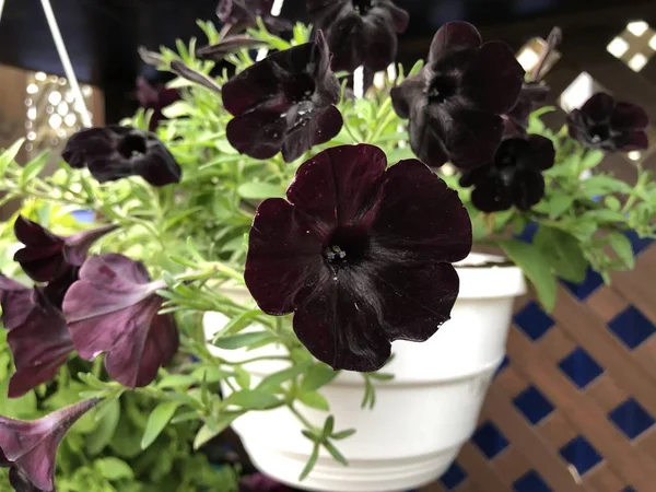 Variedade de flor rara veludo preto petúnia em vaso branco — Fotografia de Stock