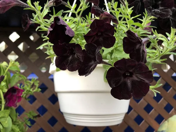 Variété de fleurs rares pétunia de velours noir en pot blanc — Photo