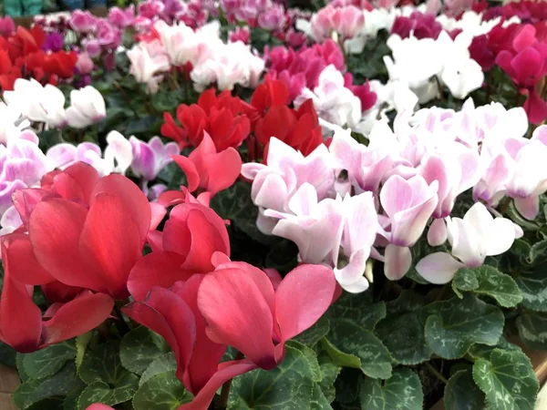 花屋のシクラメンの多色植物 — ストック写真