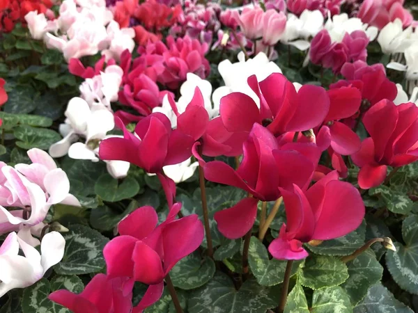 Plantas multicoloridas na loja de flores Cyclamen — Fotografia de Stock