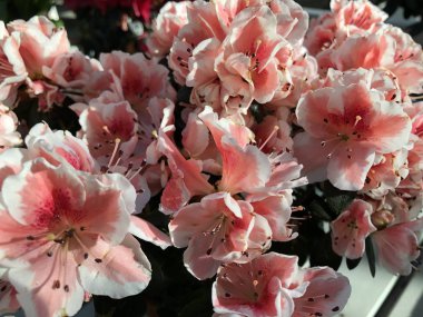 Parlak pembe rododendron bitkilerinin egzotik çiçekleri.