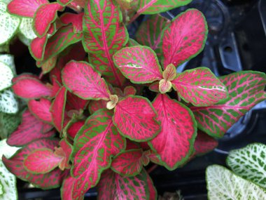 Egzotik bitki fittonia Kırmızı damarlar çiçekler ile parlak yeşil