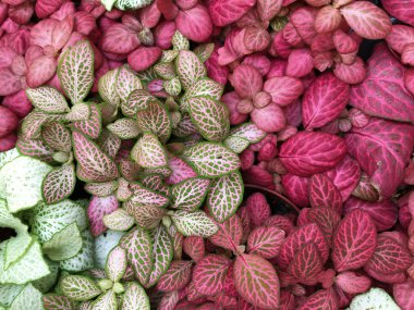 Egzotik bitki fittonia Kırmızı damarlar çiçekler ile parlak yeşil