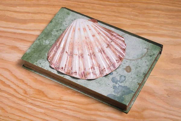 Seashell Fektetése Régi Zöld Könyv — Stock Fotó