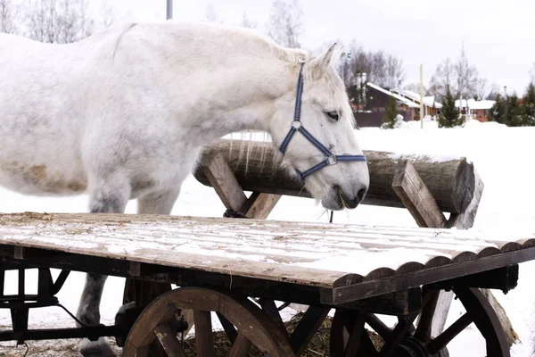 Fehér ló áll, közel a fából készült kosár — Stock Fotó