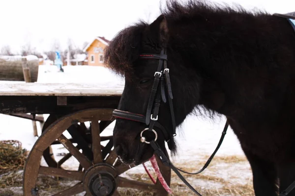 Black pony before cart with wooden wheels on the farm