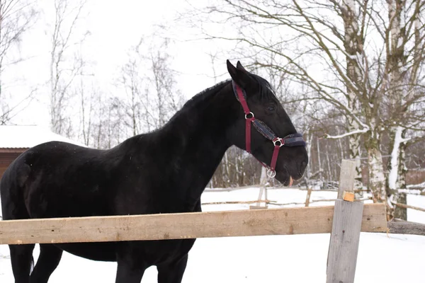 Cheval noir sur une rue près d'une clôture en bois — Photo