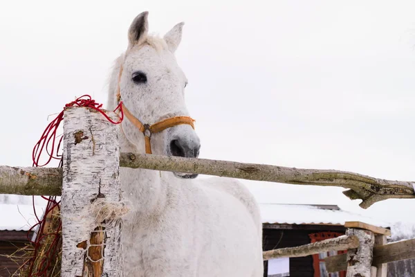 Caballo blanco en la brida roja en Manege en el parque — Foto de Stock