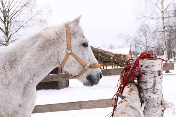 Fehér ló kötve a kerítés a fatörzsek a falun — Stock Fotó