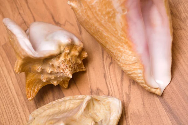 Algumas conchas do mar sobre a mesa — Fotografia de Stock