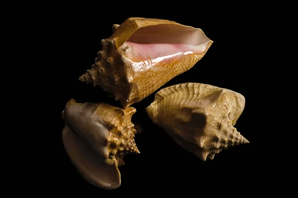 Três conchas de mar vazias em um fundo preto — Fotografia de Stock