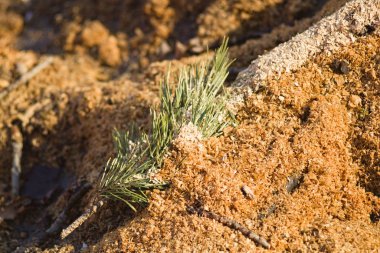 Hasat üzerinde talaş içinde çam bir şube