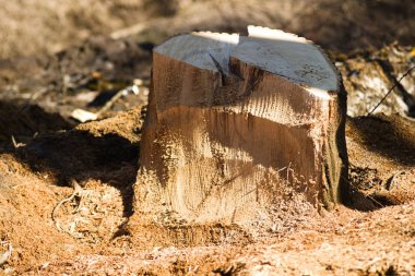 Bir ağacın soyunu, talaş arasında.