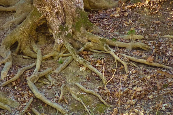 Die Wurzeln des alten Baumes mit Moos bedeckt — Stockfoto