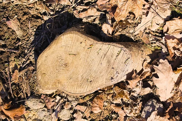 Καταγραφή της ρίζας του δέντρου με ετήσια δαχτυλίδια — Φωτογραφία Αρχείου