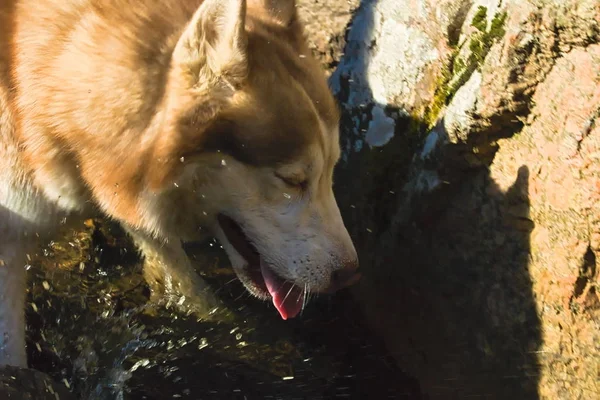 Le chien saute dans le ruisseau en soulevant le spray — Photo