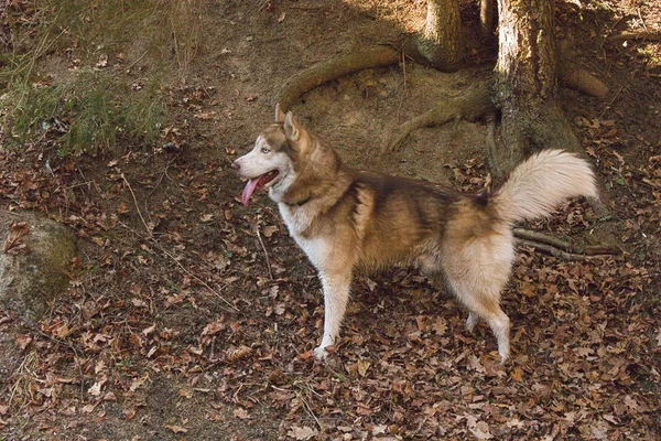 De hond staat in een glade van het bos — Stockfoto