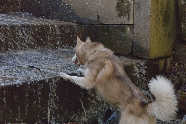 The dog climbs the steps of the waterfall — Stock Photo, Image