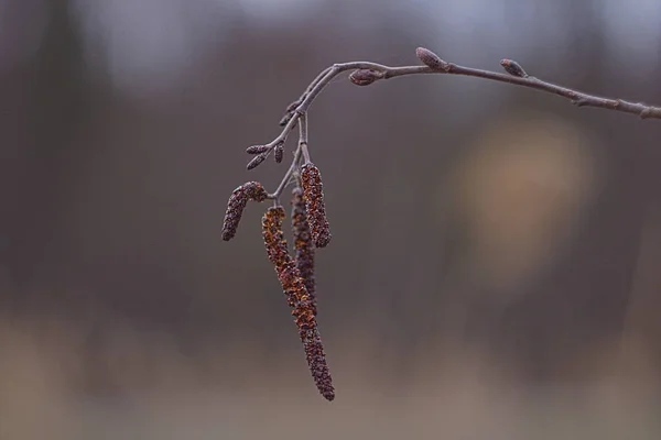 Natural background - Birch flowers hang from a branch of a vein. Close up. — Stock Photo, Image