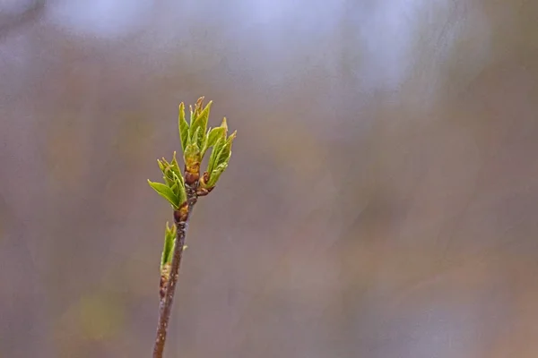 Natural background - A lonely branch of a bush with green leaves growing from the bud at the end of a branch in spring. Closeup. — Stock Photo, Image