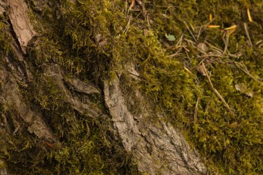 Doğal arka plan - yeşil yosun eski bir kabuğu kaplı ağacın gövdesinde yetişir