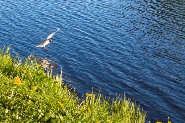 Möwen landen auf dem Wasser des Sees in der Nähe der Küste, der mit grünem Gras bedeckt ist — Stockfoto