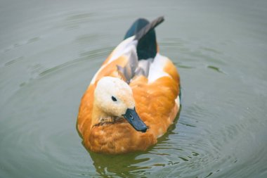 Waterfowl ördek kırmızı Ogar sakince bir havuzda yüzer.