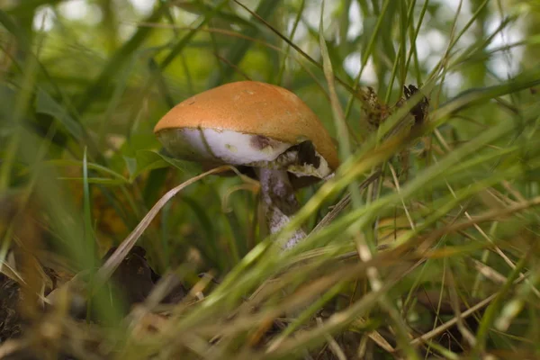 Ätlig boletussvamp med röd hatt växer i gräset i skogen. Kroppen av svampen är skadad av svamp maskar. — Stockfoto