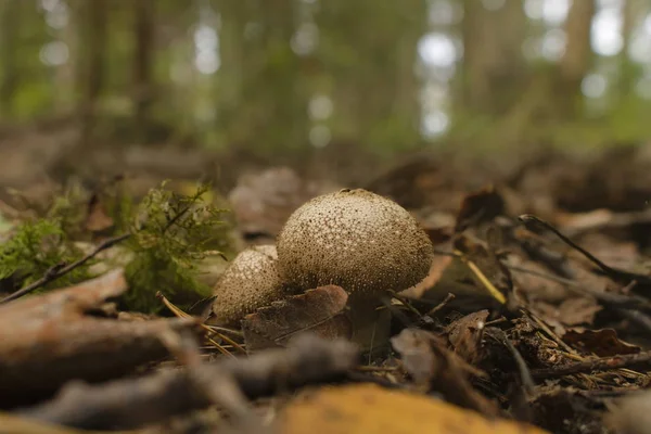 Den oätliga krökningen frigör sporer i skogen. Reproduktion av svampar i naturliga förhållanden. Naturlig bakgrund. — Stockfoto
