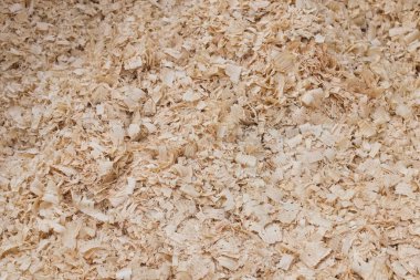 Bir ahşap işleme makinesi altından ahşap talas doku. Doğal endüstriyel malzemeler. Geri Dönüşüm Ahşap Atıkları