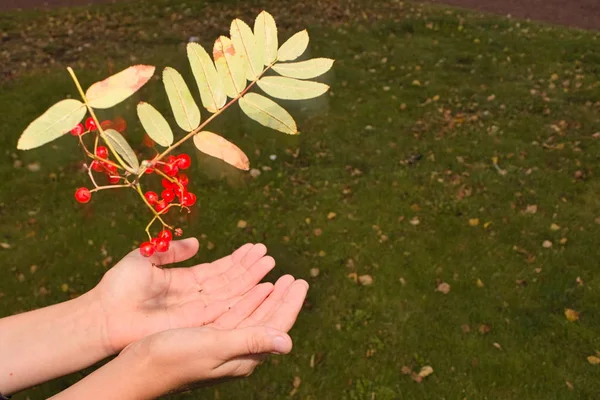 A ripe red bunch of mountain ash falls in the substituted palm. Autumn harvest of natural berries — Stock Photo, Image