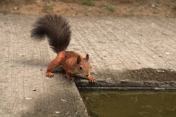 Red wild squirrel drinks from a granite pool. Survival of wild animals in an urban environment.