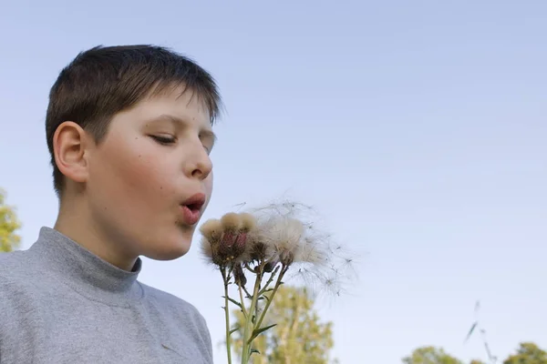 Αγόρι με ένα γκρίζο ζιβάγκο ανατινάζει ιπτάμενους σπόρους από ένα γαϊδουράγκαθο. Η μελέτη της αναπαραγωγής των άγριων φυτών in vivo. Εικόνα Αρχείου