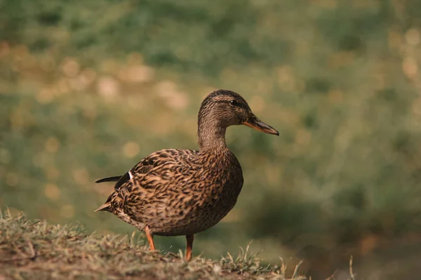 Natural background wild duck walks on green grass near a pond close-up