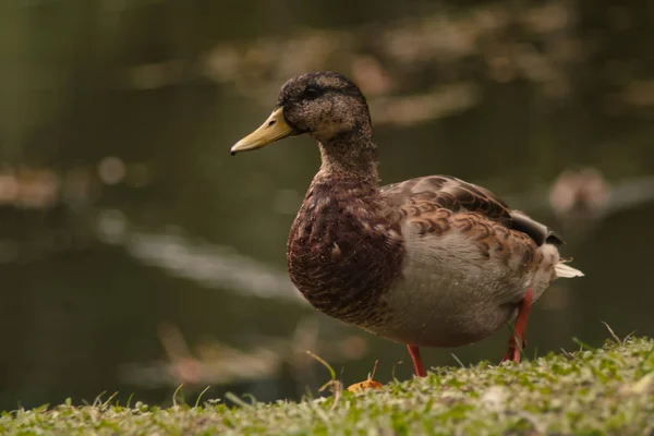 Aves aquáticas na margem de um reservatório, um habitat natural para aves migratórias. Protecção do ambiente . — Fotografia de Stock