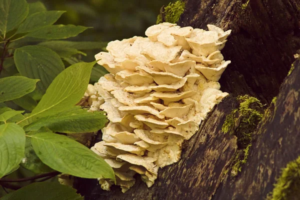 Vita träiga svampar växer på ett stovil träd omgiven av grönt lövverk. Champinjoner i naturen. Bakgrund närbild. — Stockfoto