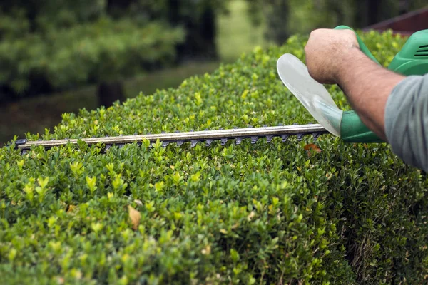 Gardener trimming green bush with trimmer machine