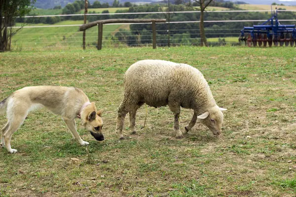 View of sheep at the farm and the dog