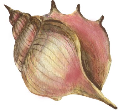 Beyaz izole arka plan üzerinde suluboya parlak elle çizilmiş kabuk. 