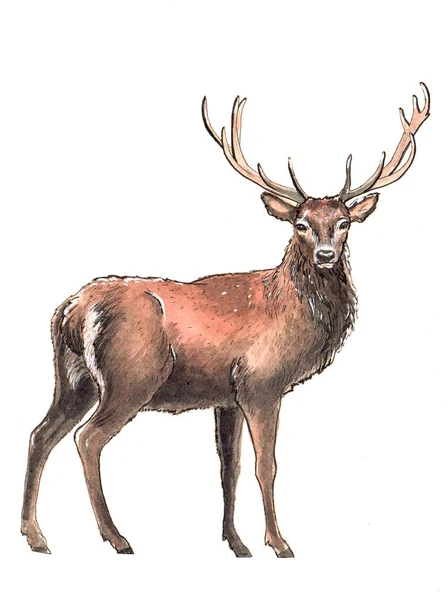 Akvarell Ljust Handritat Wild Royal Stag Vit Isolerad Bakgrund — Stockfoto