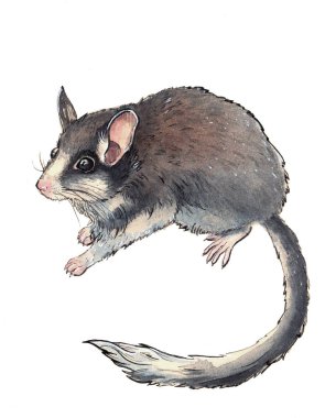 Beyaz izole arka plan üzerinde suluboya parlak elle çizilmiş vahşi fare. 