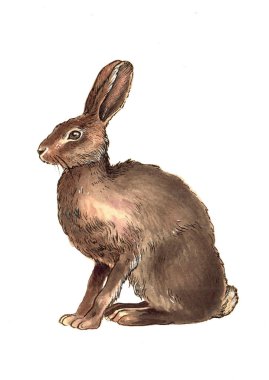 Beyaz izole arka plan üzerinde suluboya parlak elle çizilmiş vahşi Tavşan. 